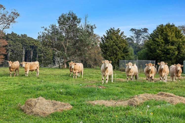 81D Horrell Road Morrinsville_1