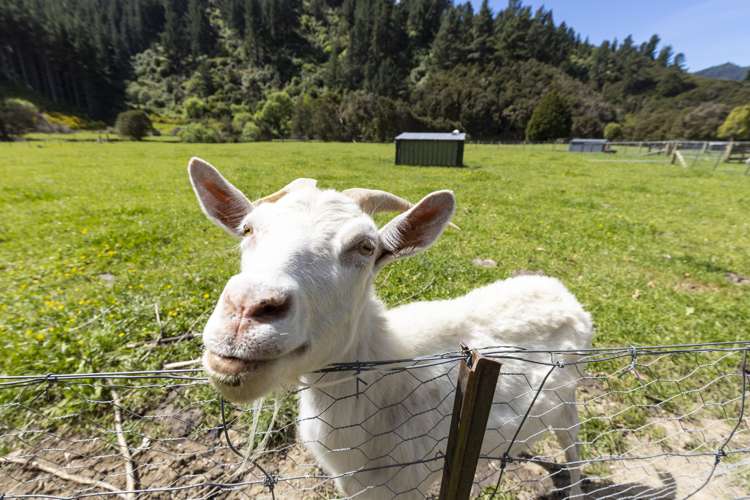 132 Mount Riley Road Havelock_39