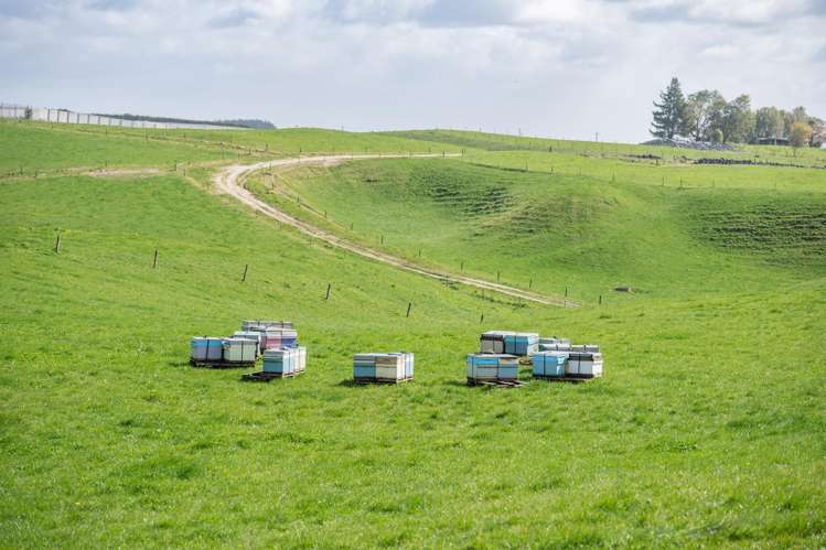 753 Pongakawa Bush Road Pongakawa_14