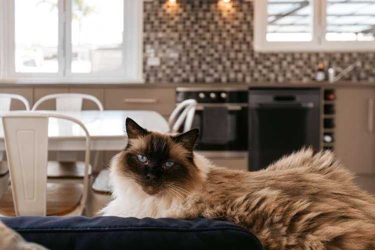 10a Carysfort Street Mount Maunganui_16