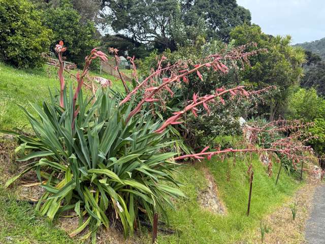 773 Whangaparapara Road Great Barrier Island_4