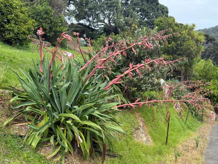 773 Whangaparapara Road_4