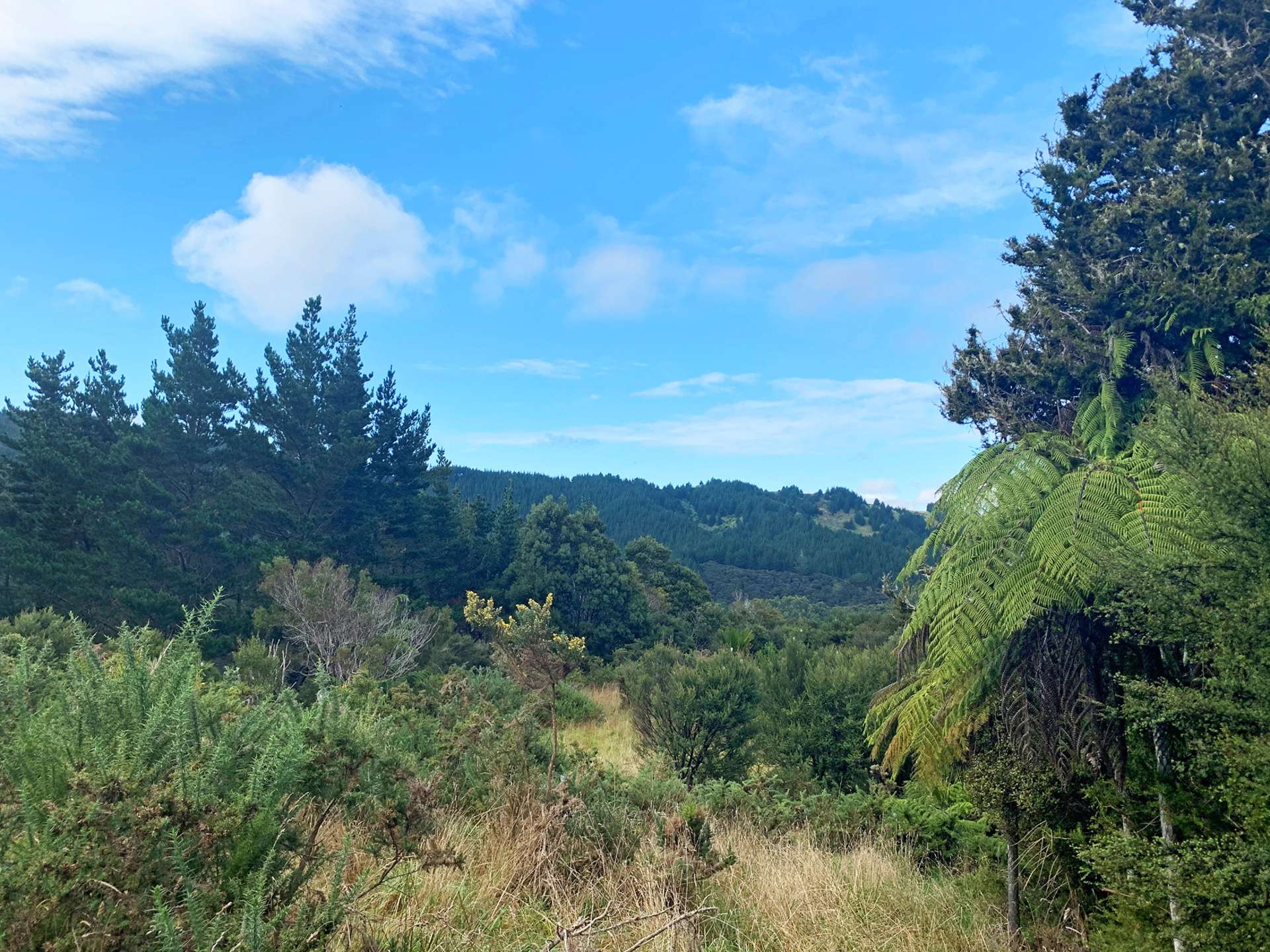 20 Kaponga Lane Kaipara Flats_0