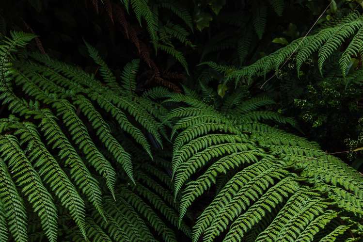 Lot 2, 1 Harrison Place Kumara Junction_8