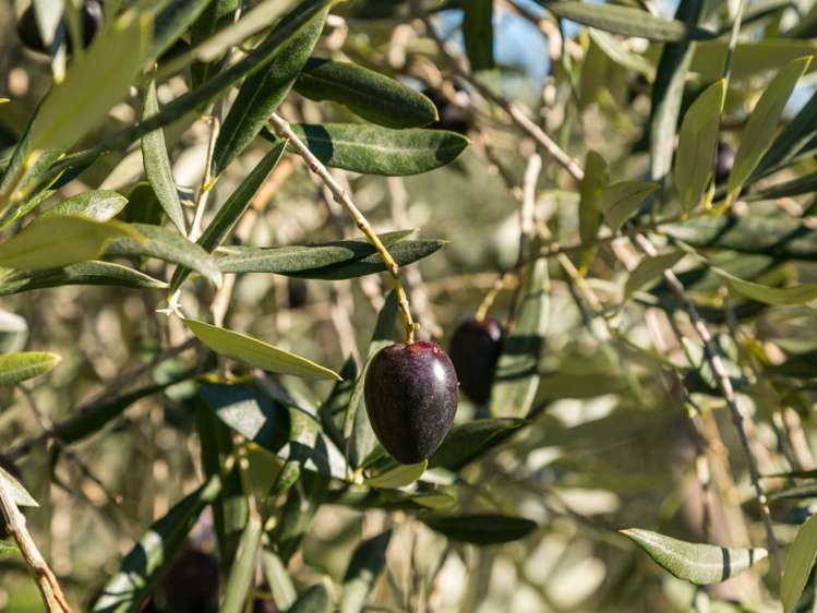 393 Ben Morven Road Fairhall_6