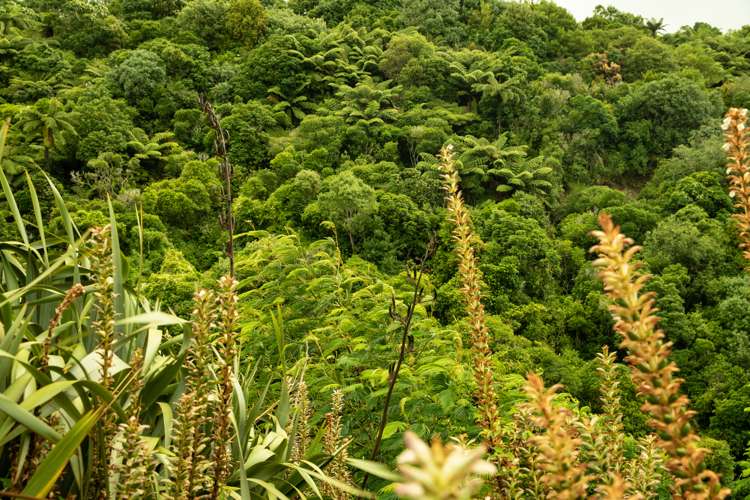 59 Durham Street Aro Valley_23