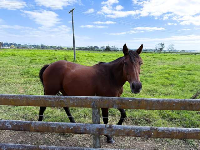 65 Heawa Road Dargaville_4