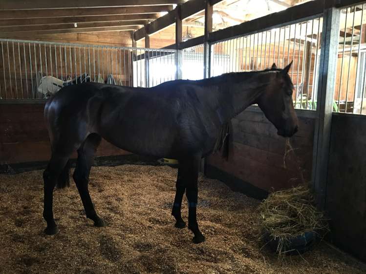 598 Marychurch Road Matangi_26