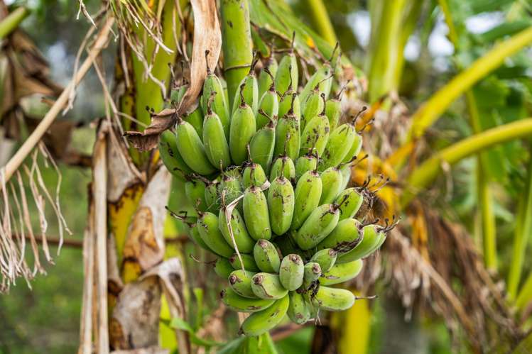 184 Bradleys Landing East Road Dargaville Surrounds_30