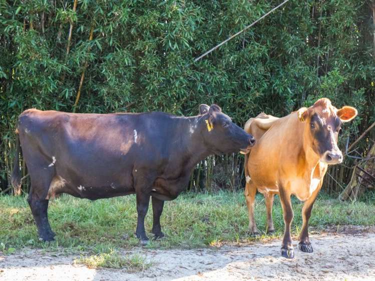 450a Settlement Road Kaiwaka_7