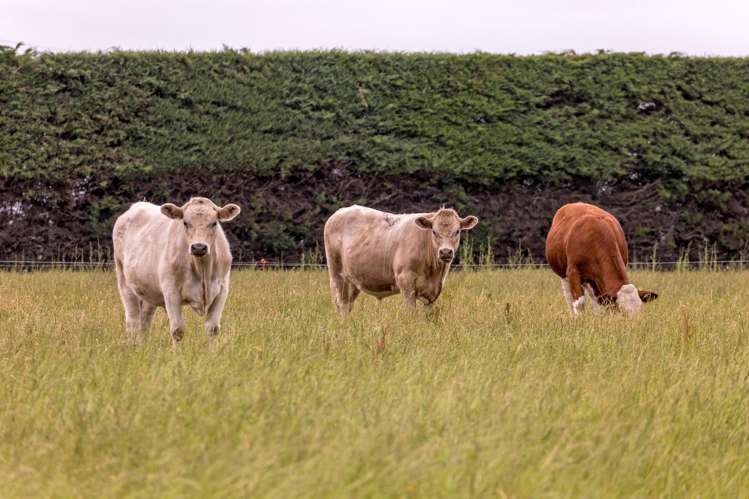 663 Boundary Creek Road Dunsandel_14