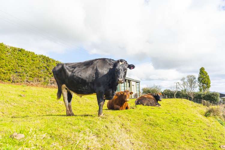 422 Apotu Road Kauri_45