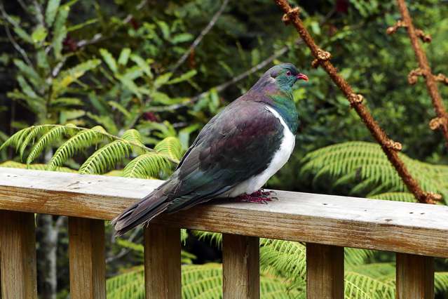 157b Konini Road Titirangi_3