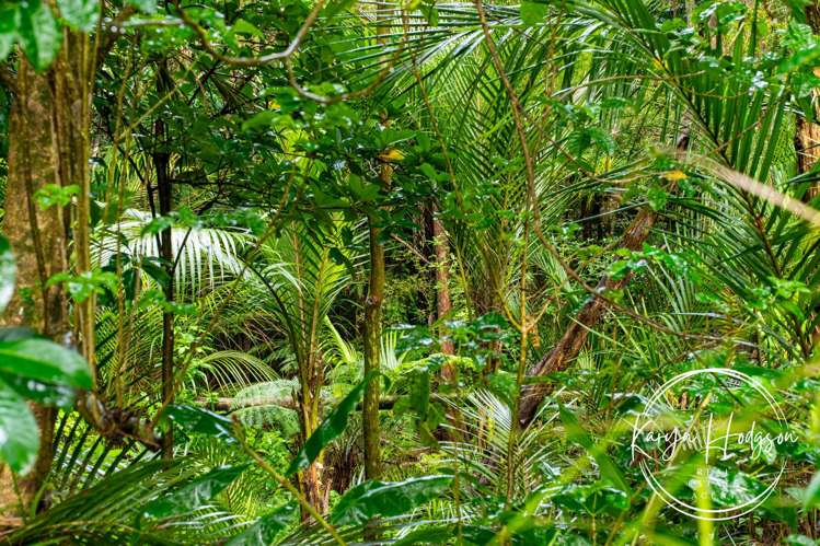 14 Woodland Road Maungaturoto_30