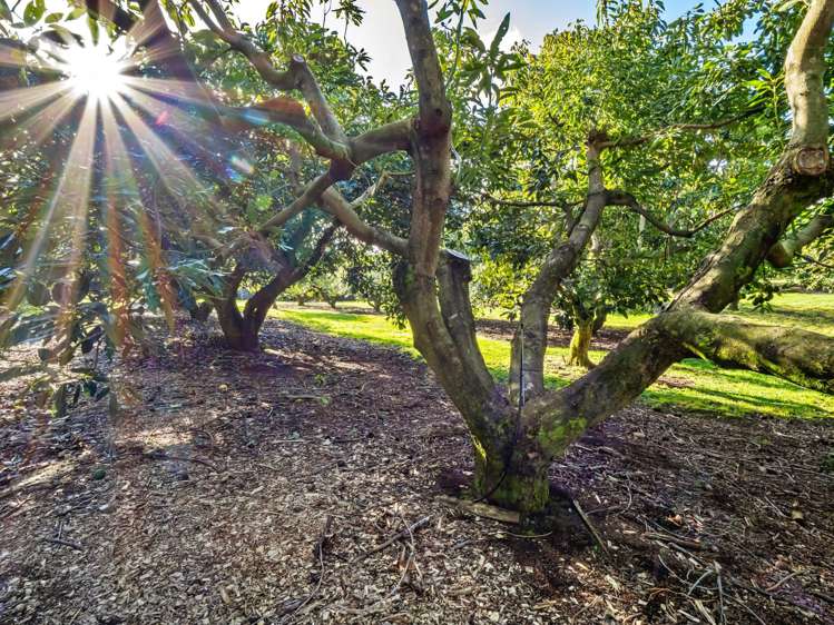 237B Busby Road Katikati_27