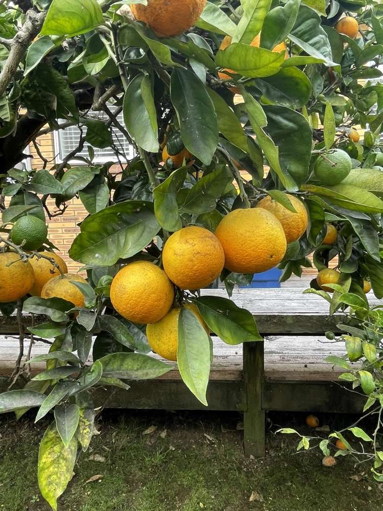 106 Sturges Road Henderson_28