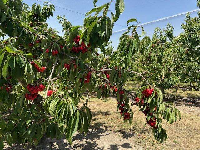 Invest in The Cherry Orchard.