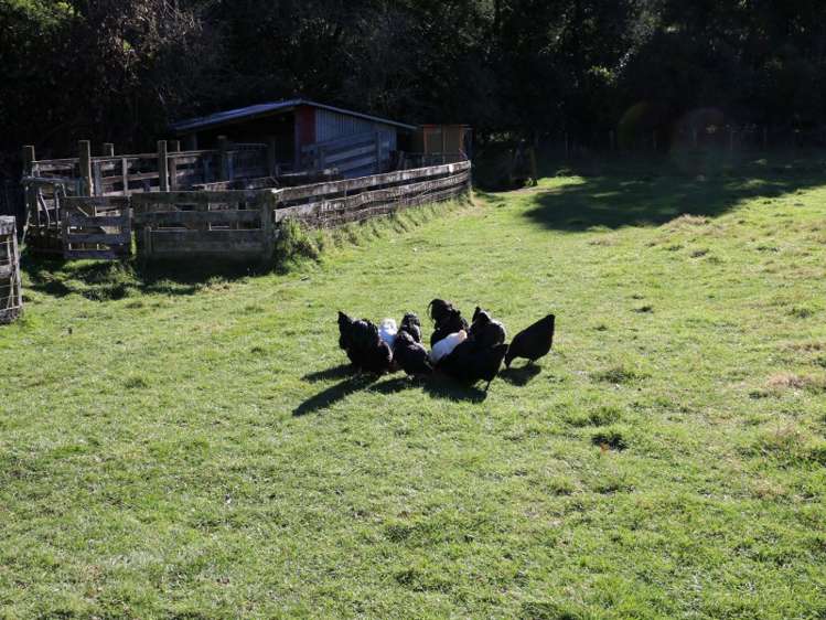 205 Rukumoana Road Hastings Country_5