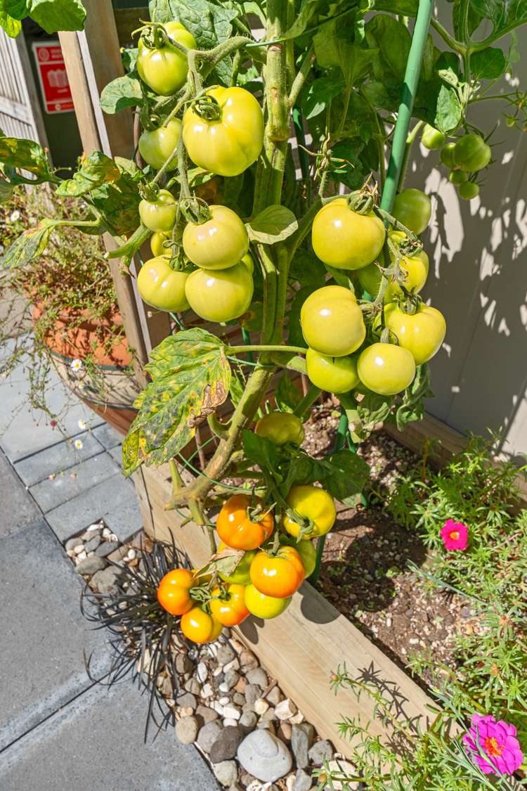 5/36 Hine Street New Plymouth Central_17