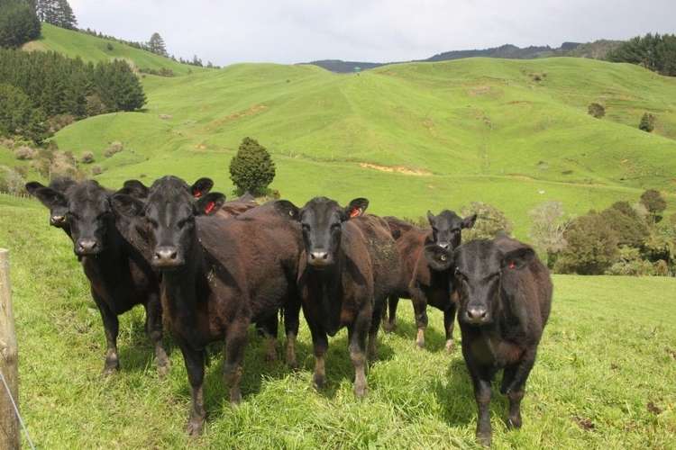 546 Maratoto Road Hikutaia_8