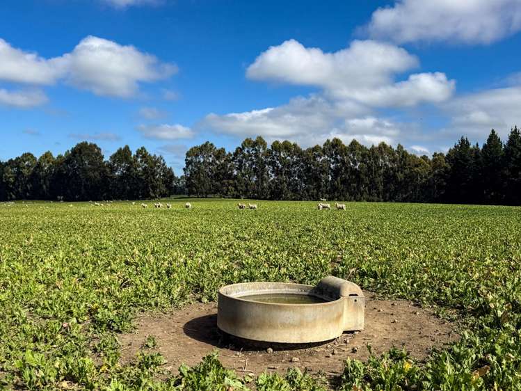 125 Tomogalak Road Ardlussa_11