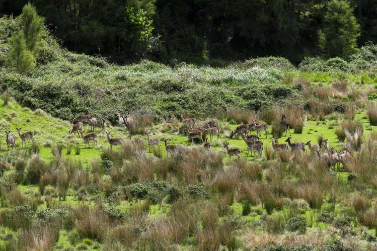 562 Waimata Valley Road Waimata_21