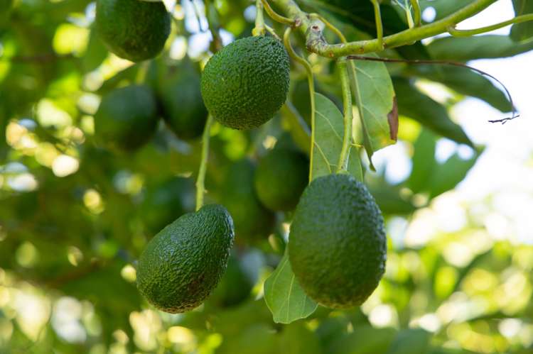 353 Lockington Road Aongatete_23