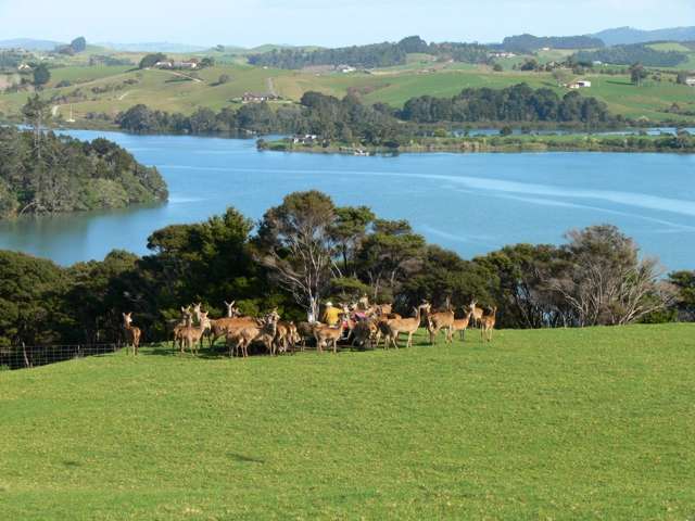 369 Whitmore Road Tawharanui Peninsula_2