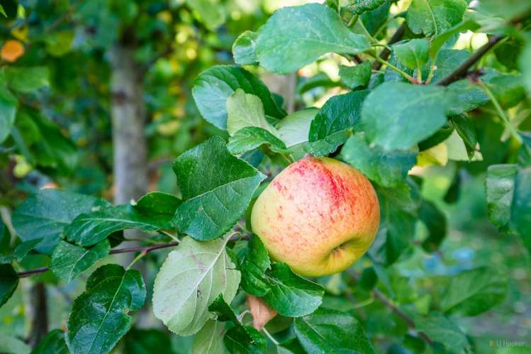 30 Rhodes Street Waimate_18