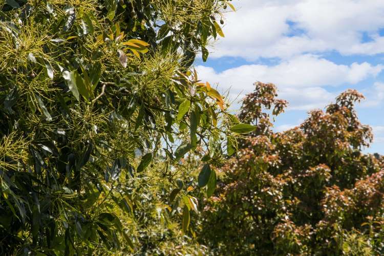 241 Rea Road Hauraki Surrounds_23