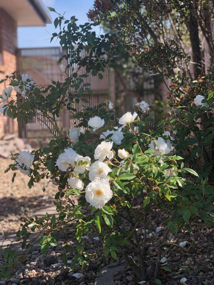42 Matene Place Papamoa_13