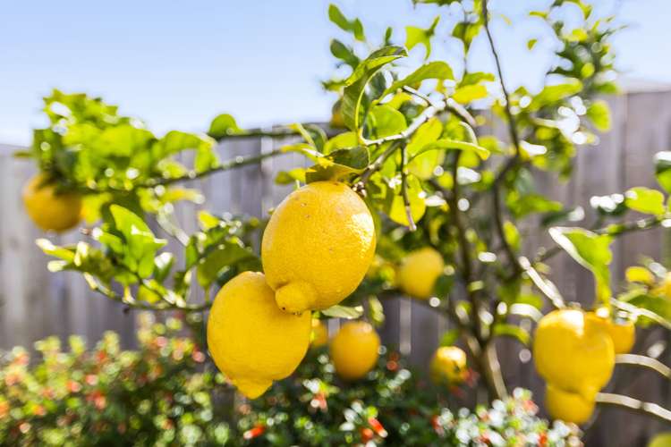 79 Mclarin Road Glenbrook_19