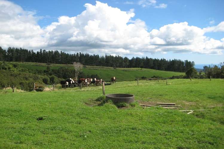 1113 Plymouth Road Koru_3