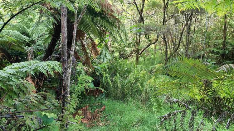 294 Foster Road Waimauku_12