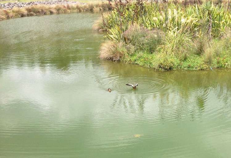 46 Kauriki Terrace Stonefields_3