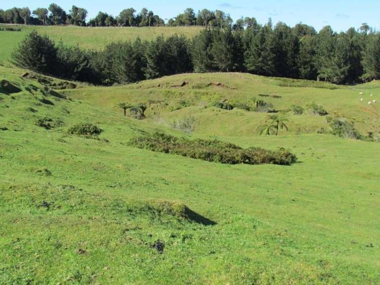 937 Whakamarama Road Whakamarama_14