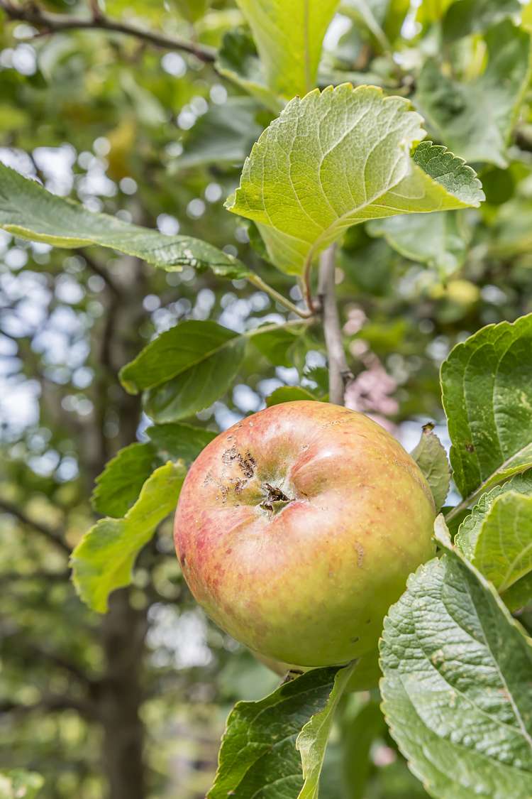 173 Grant Road Thorndon_16