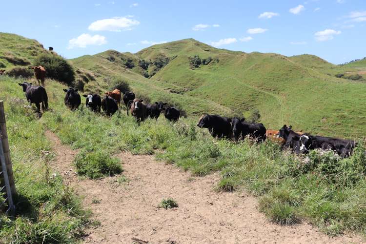 102 Manu Road Te Popo_30