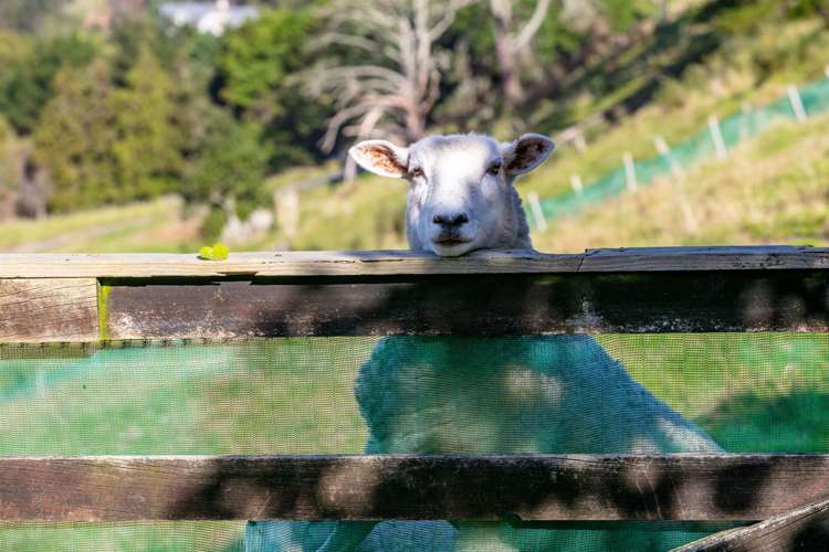 24 Dawn View Place Wairoa_7