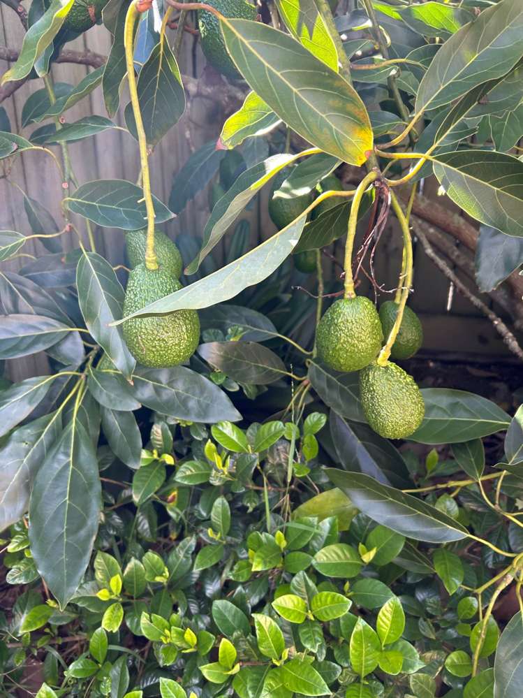 29c Paparoa Road Cockle Bay_6