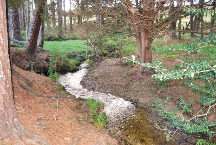 56 Wattle Lane Kaiwaka_10