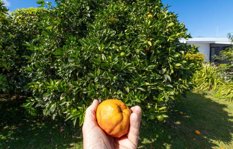 33 Clarke Avenue Te Aroha_16