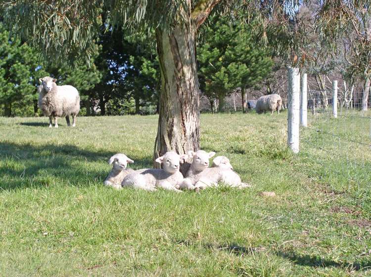 31 Whitewood Crescent West Melton_24