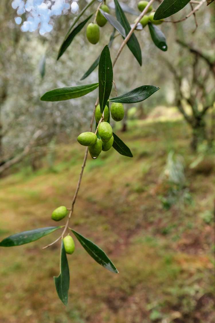 55 Lauries Drive Kauri_39