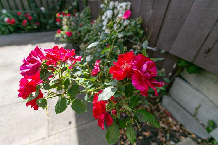 34 Spencer Street Crofton Downs_23