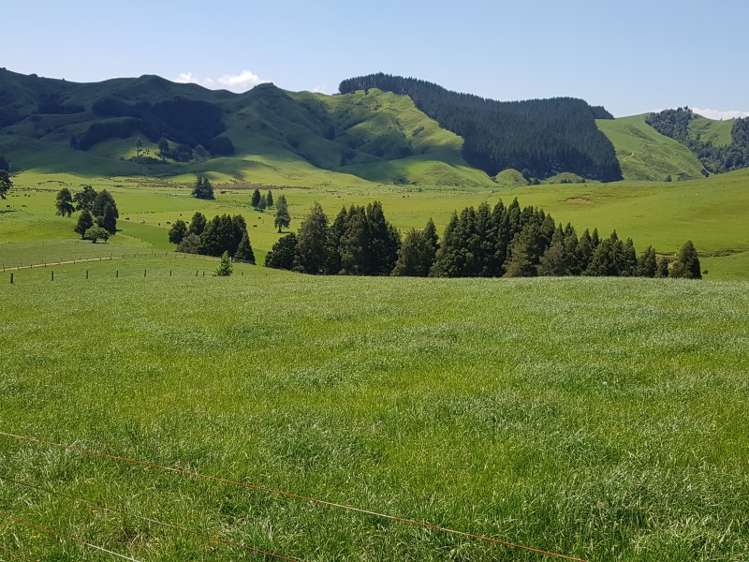 821 Waitetuna Valley Road Raglan_17