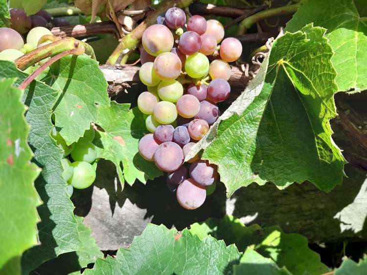 4 Cemetery Road Kuaotunu_6