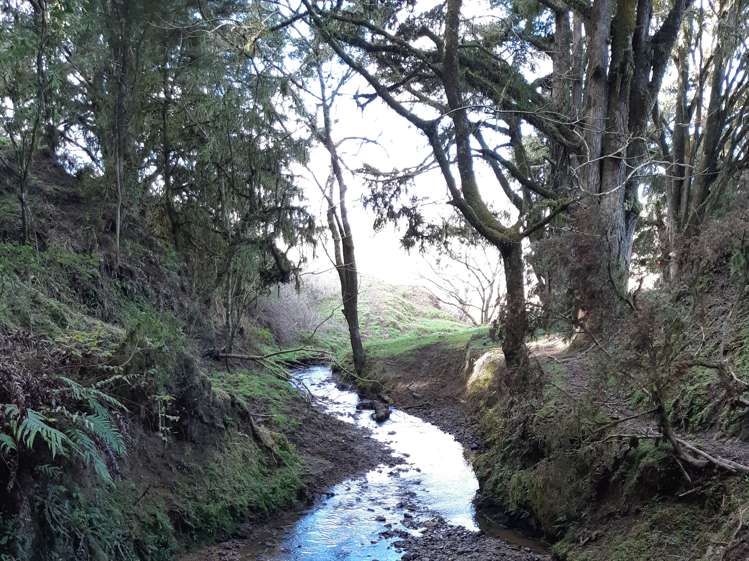 Kururau Road Taumarunui_3