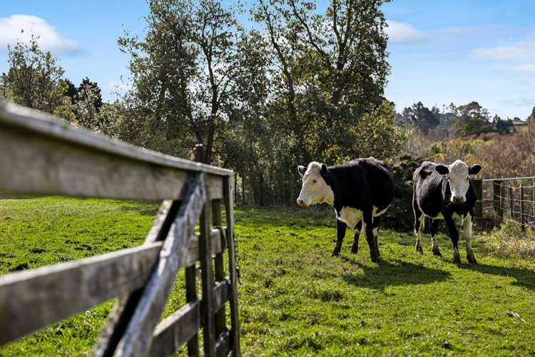 74 Dale Road Ramarama_45