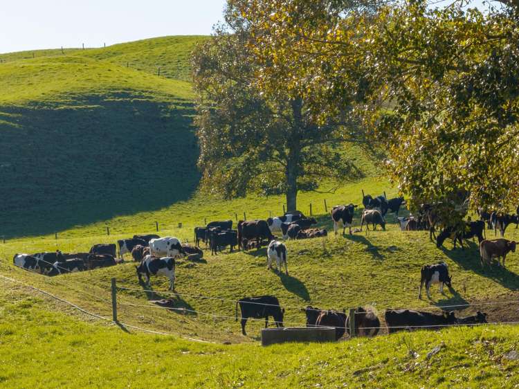 2005 Old Taupo Road Putaruru_24